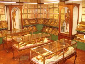 Zoologia La Specola wax anatomical models