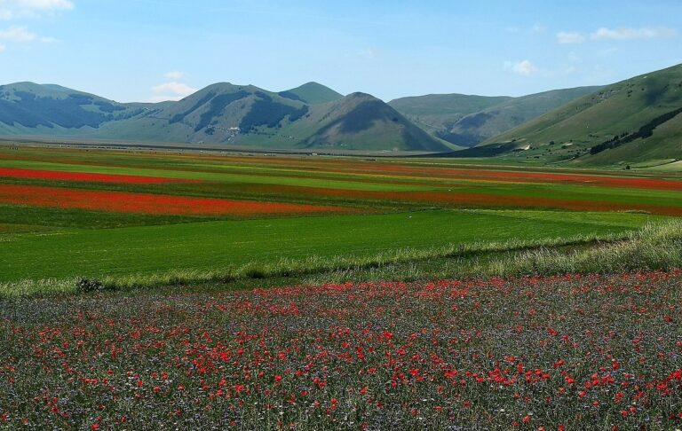 Fioritura monti Sibillini