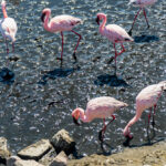 Delta del Po: cosa vedere, itinerari e consigli utili delta del po